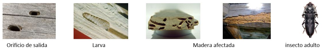 Carcoma Grande Carcoma Grande