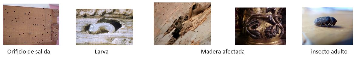 Carcoma pequeña Carcoma pequeña