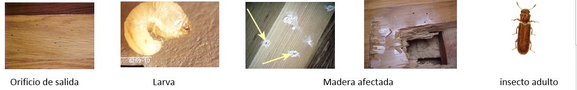 Carcoma del roble o polilla del parquet Carcoma del roble o polilla del parquet